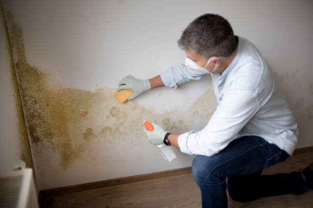 Best Mold Prevention Services  in Manchester, MD