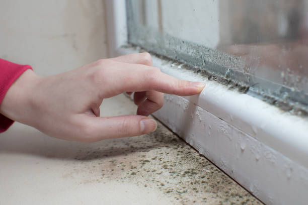 Best Real Estate Mold Inspection  in Manchester, MD