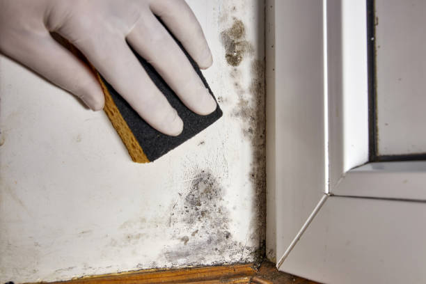 Mold Documentation for Insurance Claims in Manchester, MD